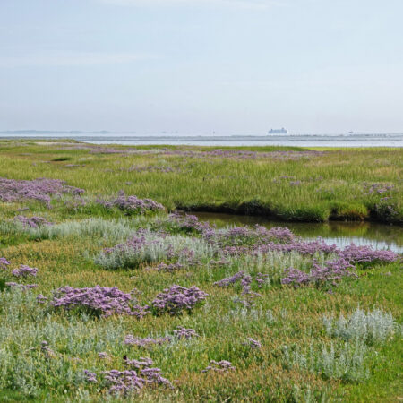 Peazemerlannen (Waddenzee)