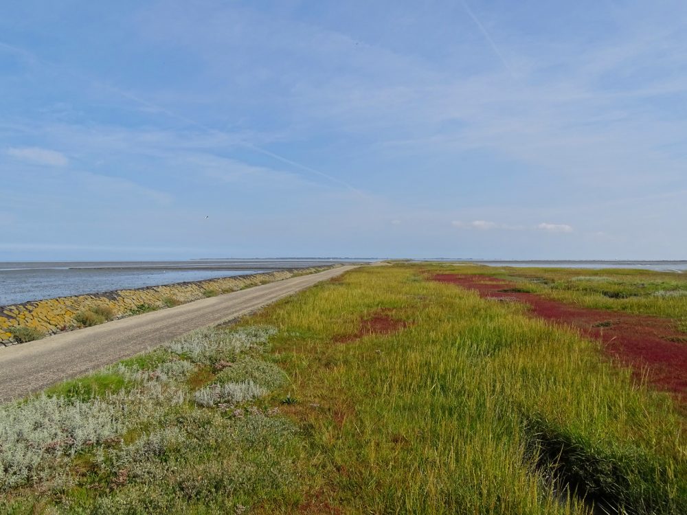 Peazemerlannen (najaar)