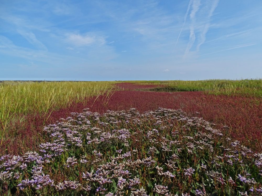 Peazemerlannen (najaar)