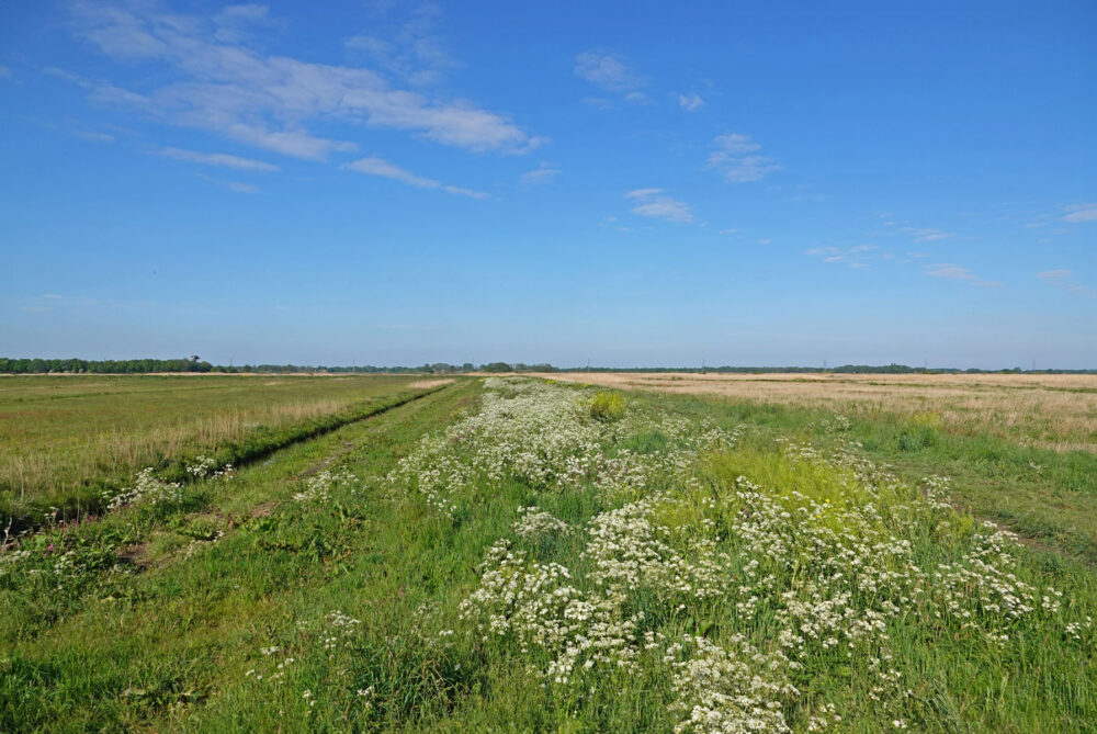 Peizer- en Eeldermaden in het voorjaar (Eelderdiep deel)