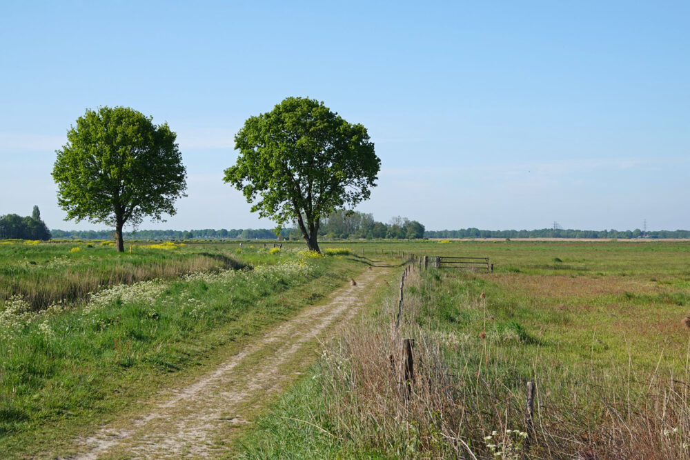 Peizer- en Eeldermaden in het voorjaar (Eelderdiep deel)