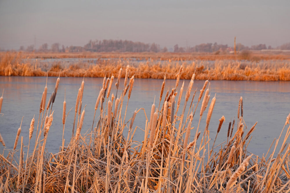 Peizerweering in de Onlanden in de winter