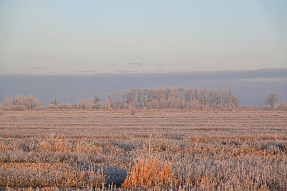 Peizerweering in de Onlanden (winter)