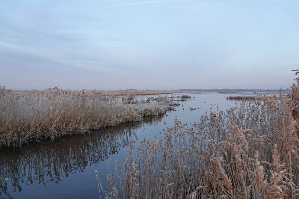 Peizerweering in de winter (Onlanden)