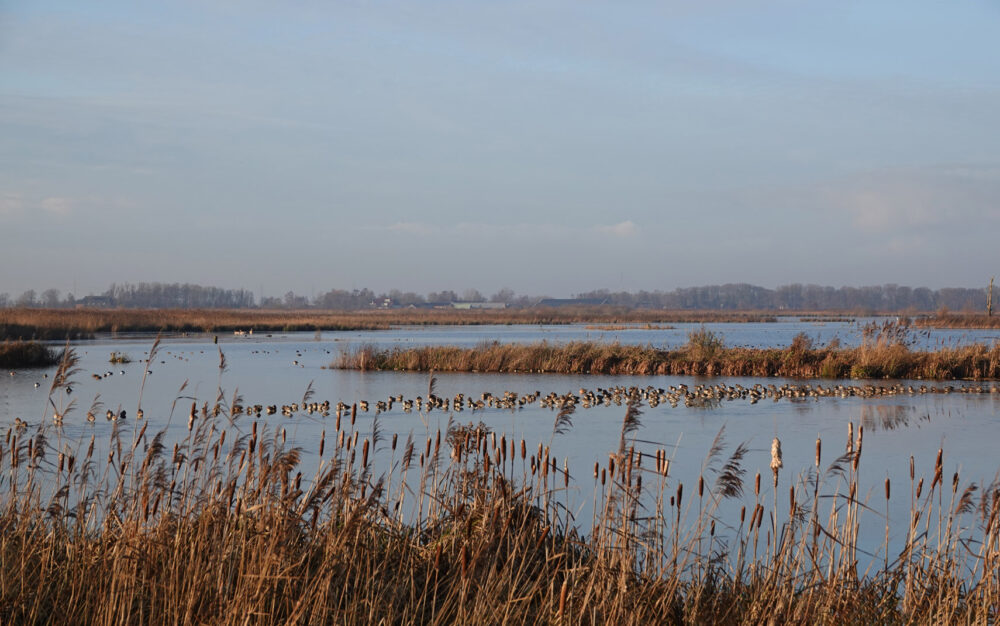 Peizerweering in de winter (Onlanden)