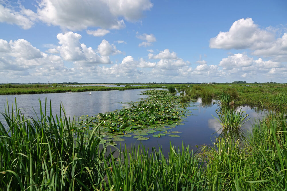 Peizerweering in de zomer (Onlanden)