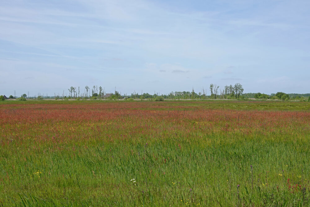 Peizerweering in het voorjaar (Onlanden)