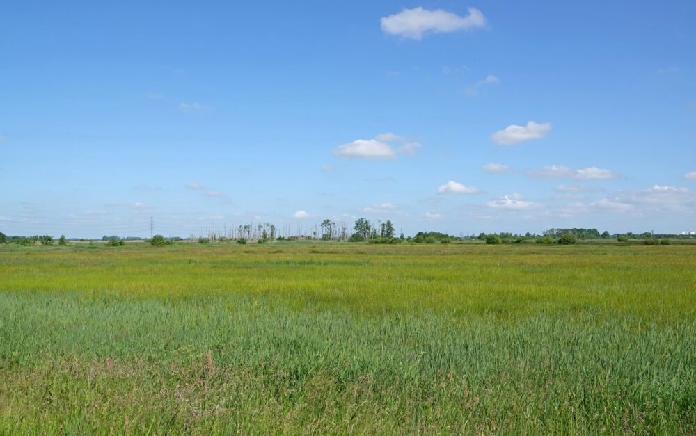 Peizerweering in het voorjaar (Onlanden)