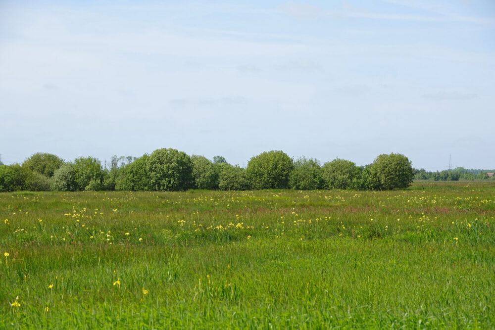 Peizerweering in het voorjaar (Onlanden)