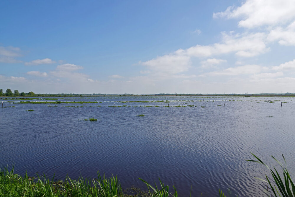 Peizerweering in het voorjaar (Onlanden)