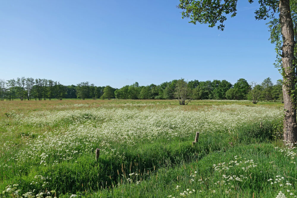 Peizerwold in het voorjaar (Onlanden)