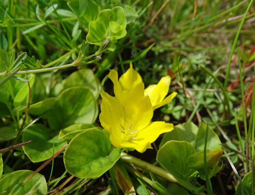 Penningkruid