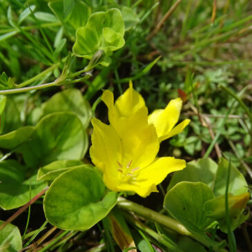 Penningkruid
