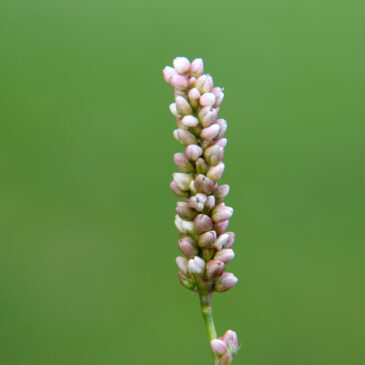 Perzikkruid