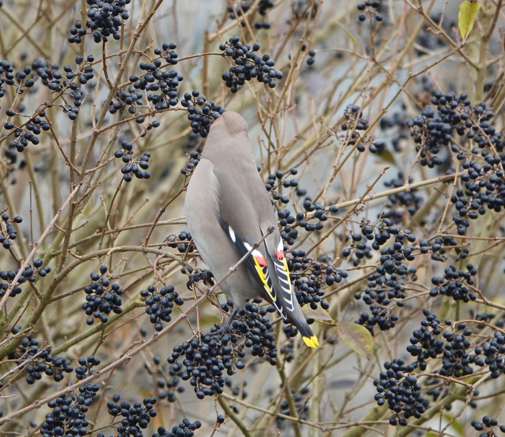 Pestvogel