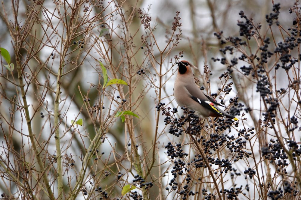 Pestvogel