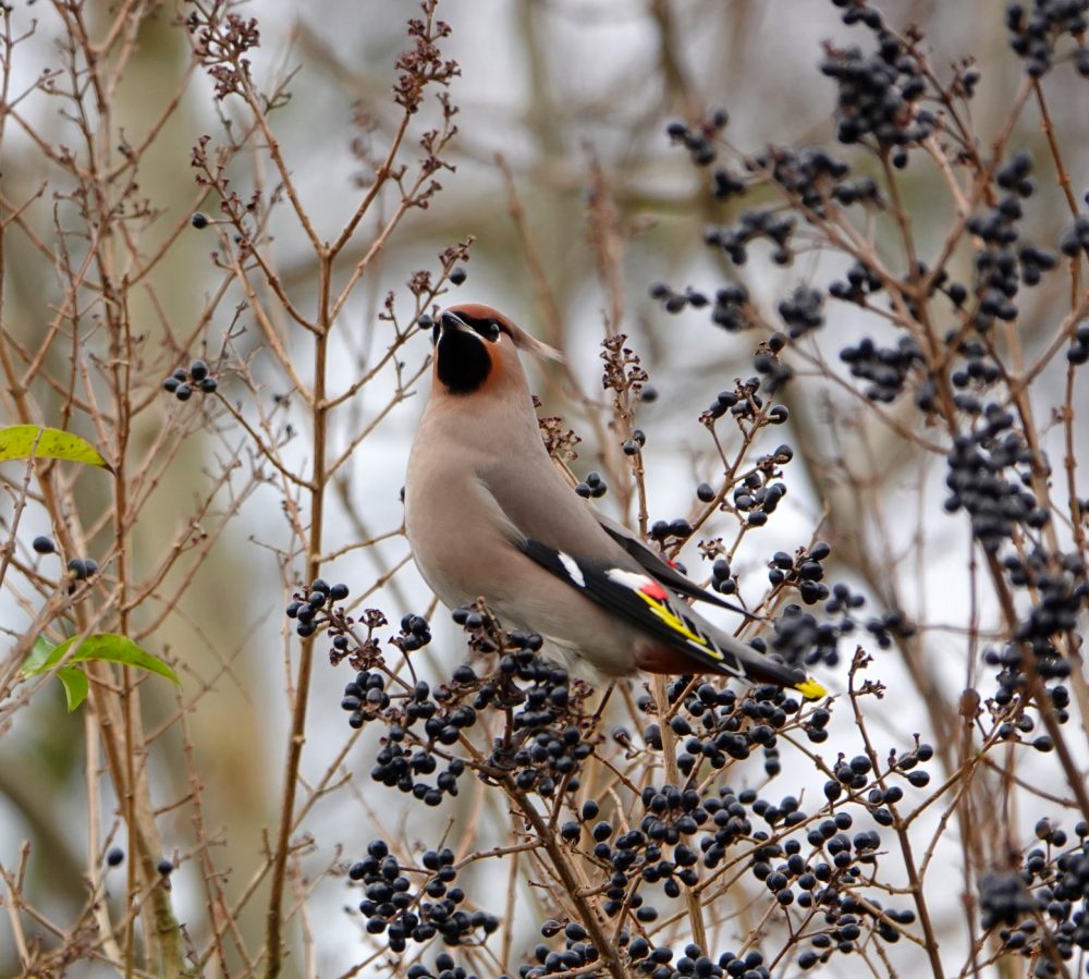 Pestvogel