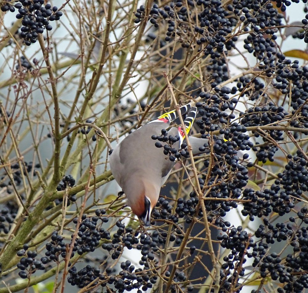 Pestvogel