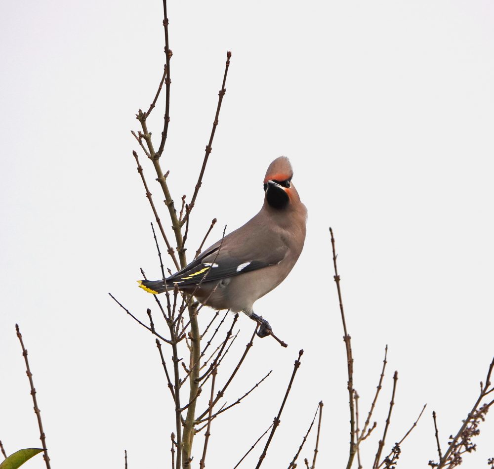 Pestvogel