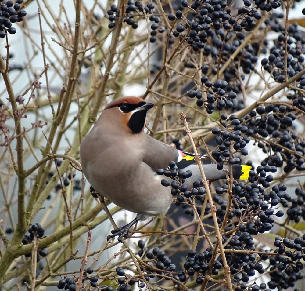 Pestvogel