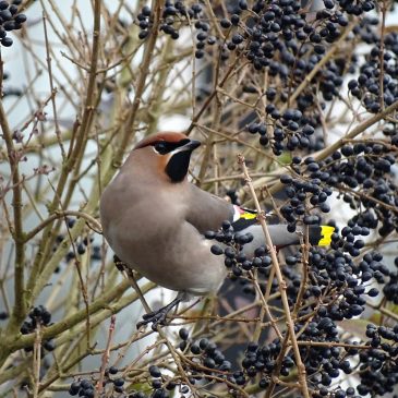 Pestvogel
