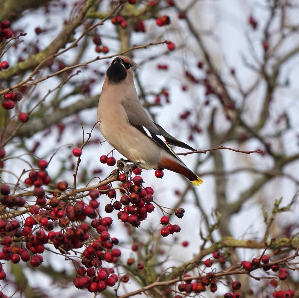 Pestvogel