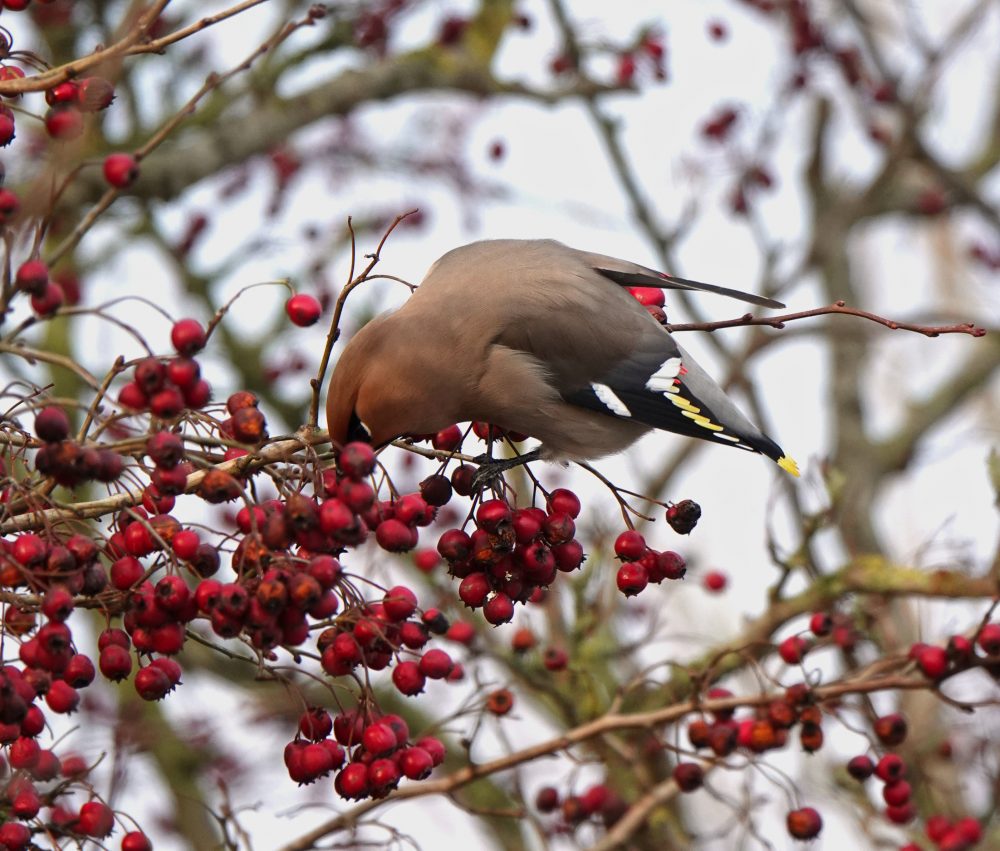 Pestvogel