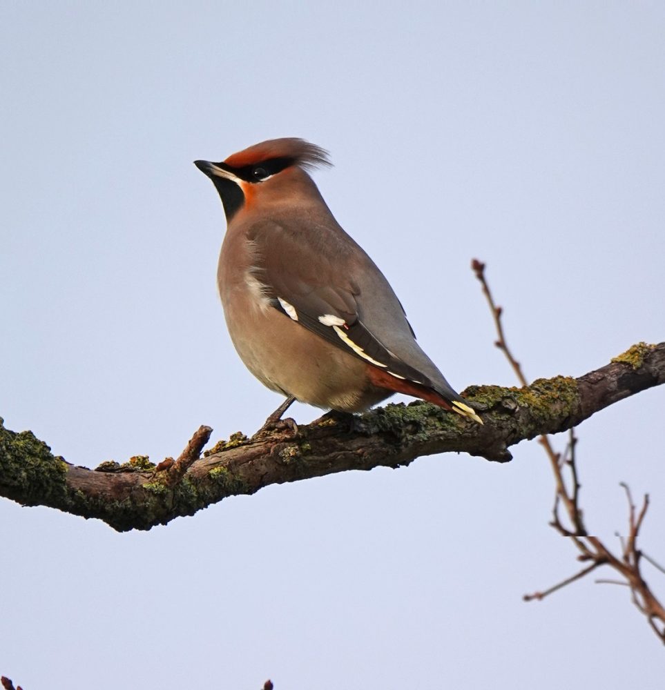 Pestvogel