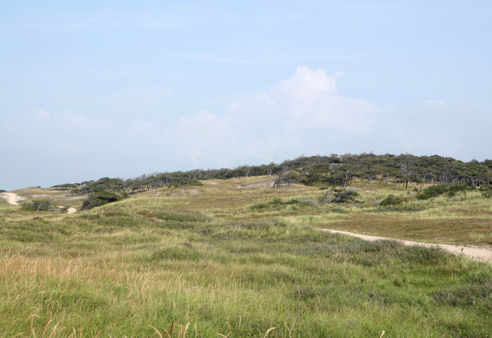Pettemerduinen