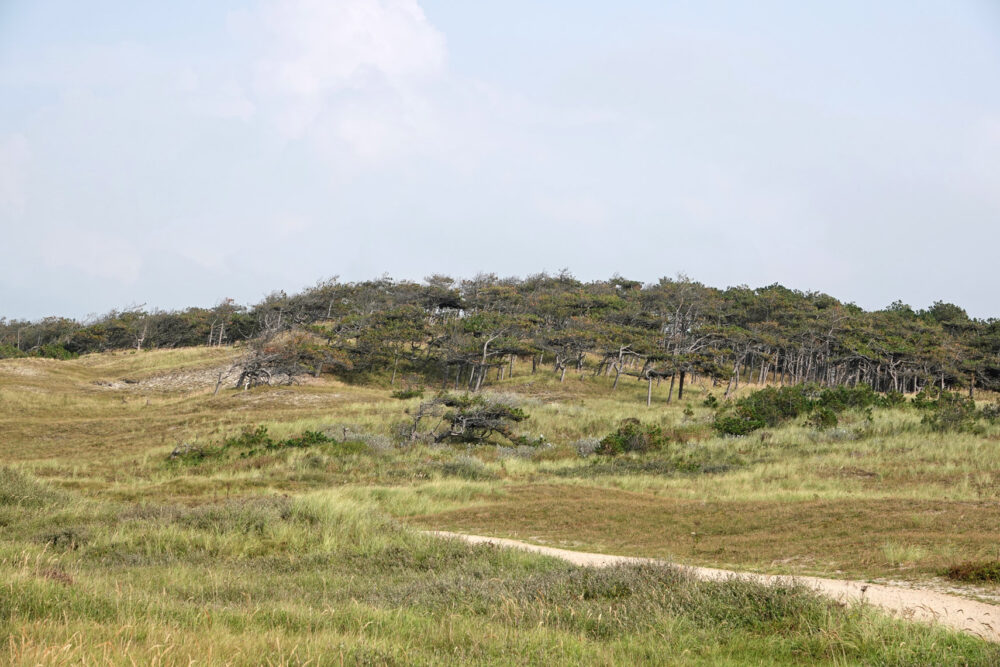 Pettemerduinen