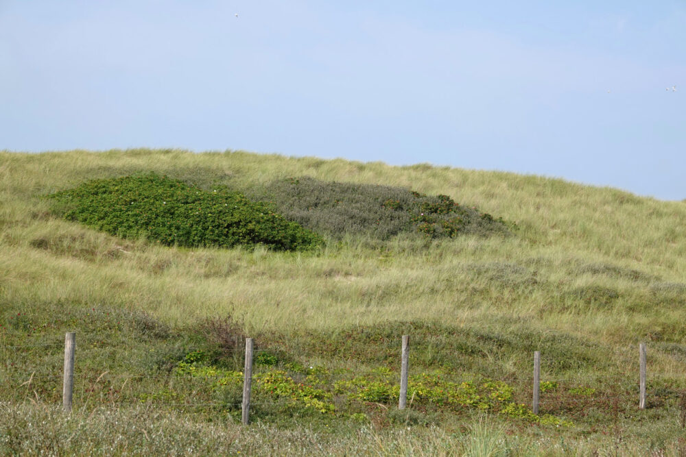 Pettemerduinen
