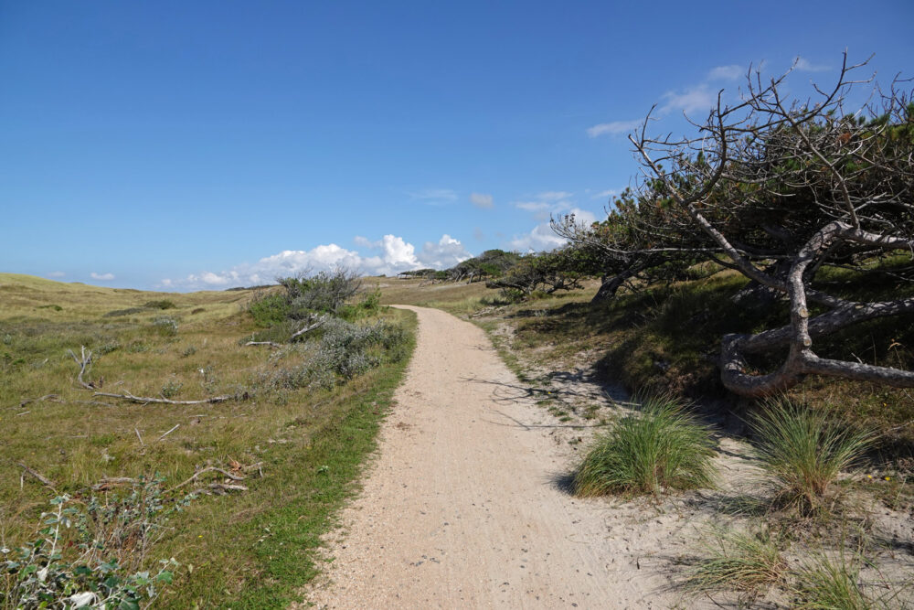 Pettemerduinen