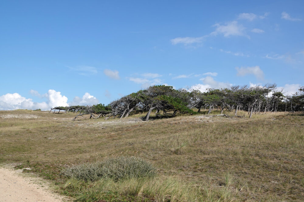 Pettemerduinen