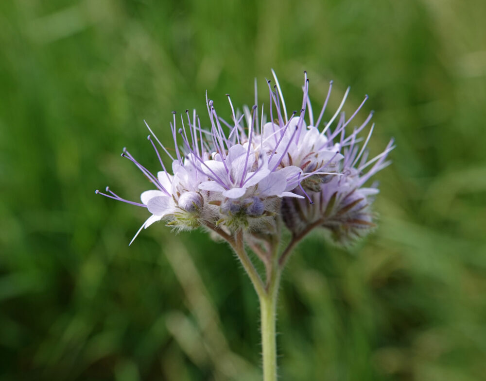 Phacelia