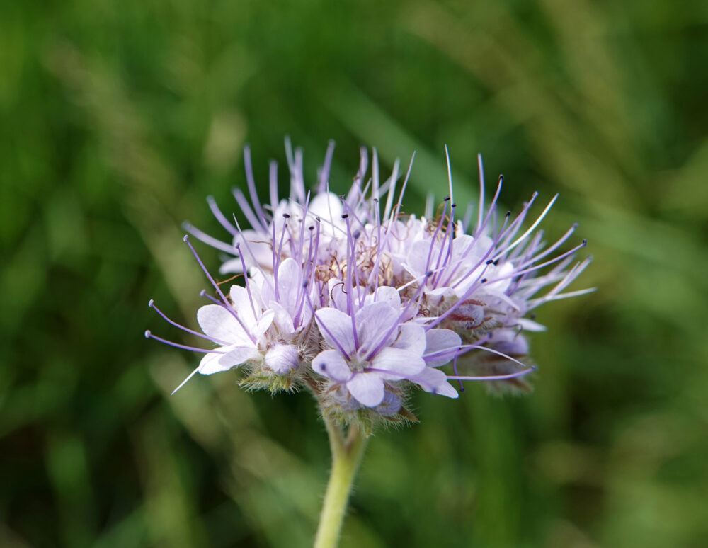 Phacelia