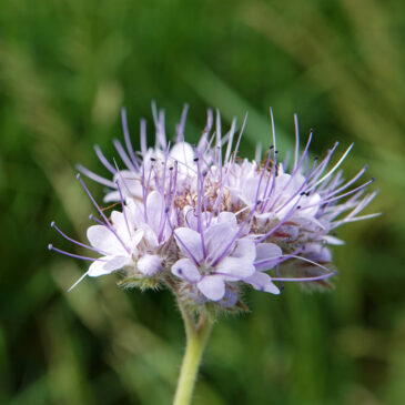 Phacelia