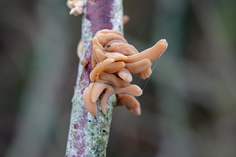 Pijpknotszwam (var. contorta)