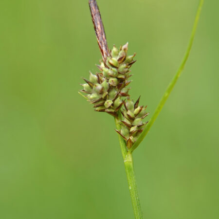Pilzegge