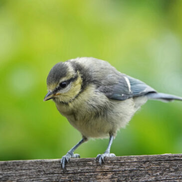 Pimpelmees (juveniel)
