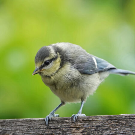 Pimpelmees (juveniel)