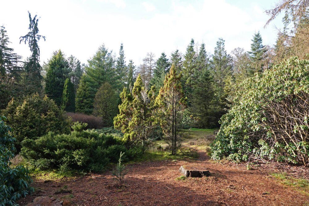 Pinetum in Evertsbos