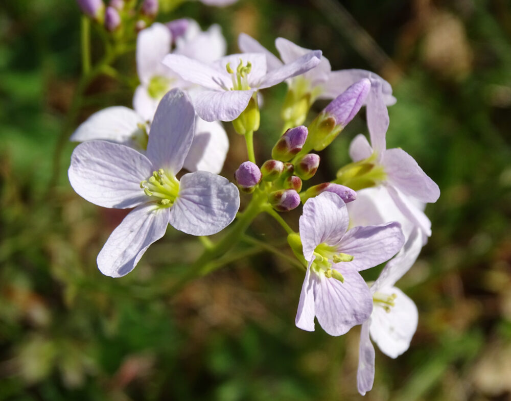 Pinksterbloem