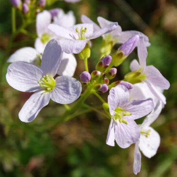 Pinksterbloem