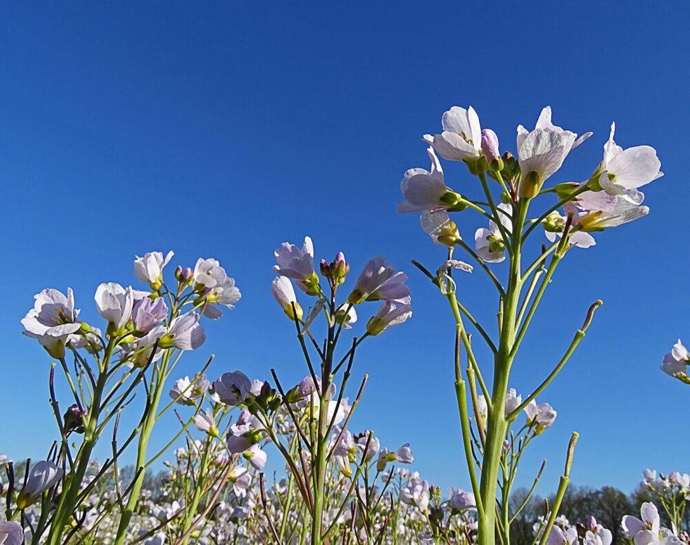 Pinksterbloem