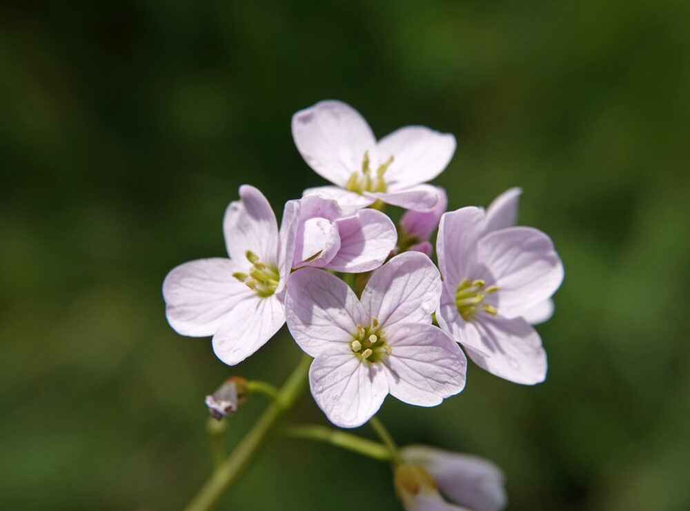 Pinksterbloem