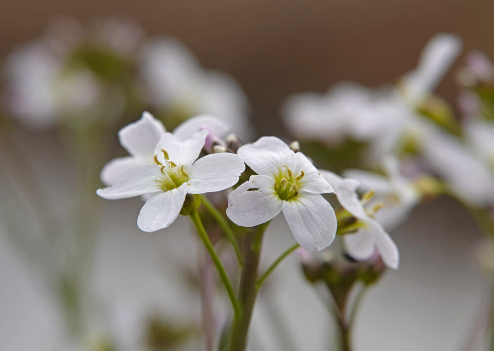 Pinksterbloem