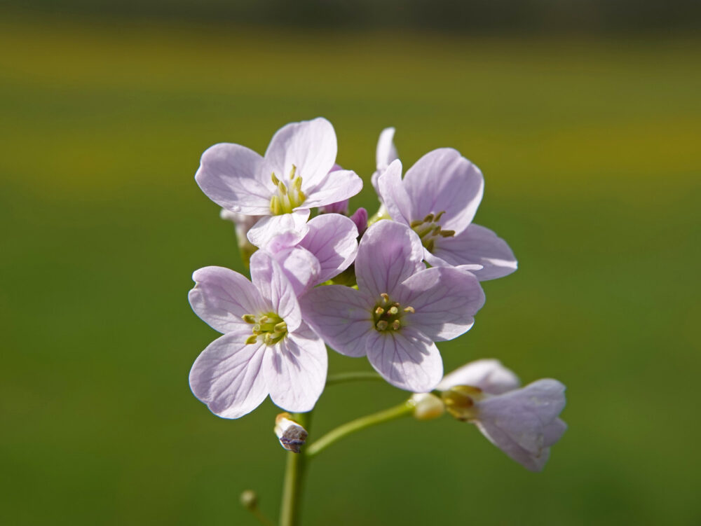 Pinksterbloem