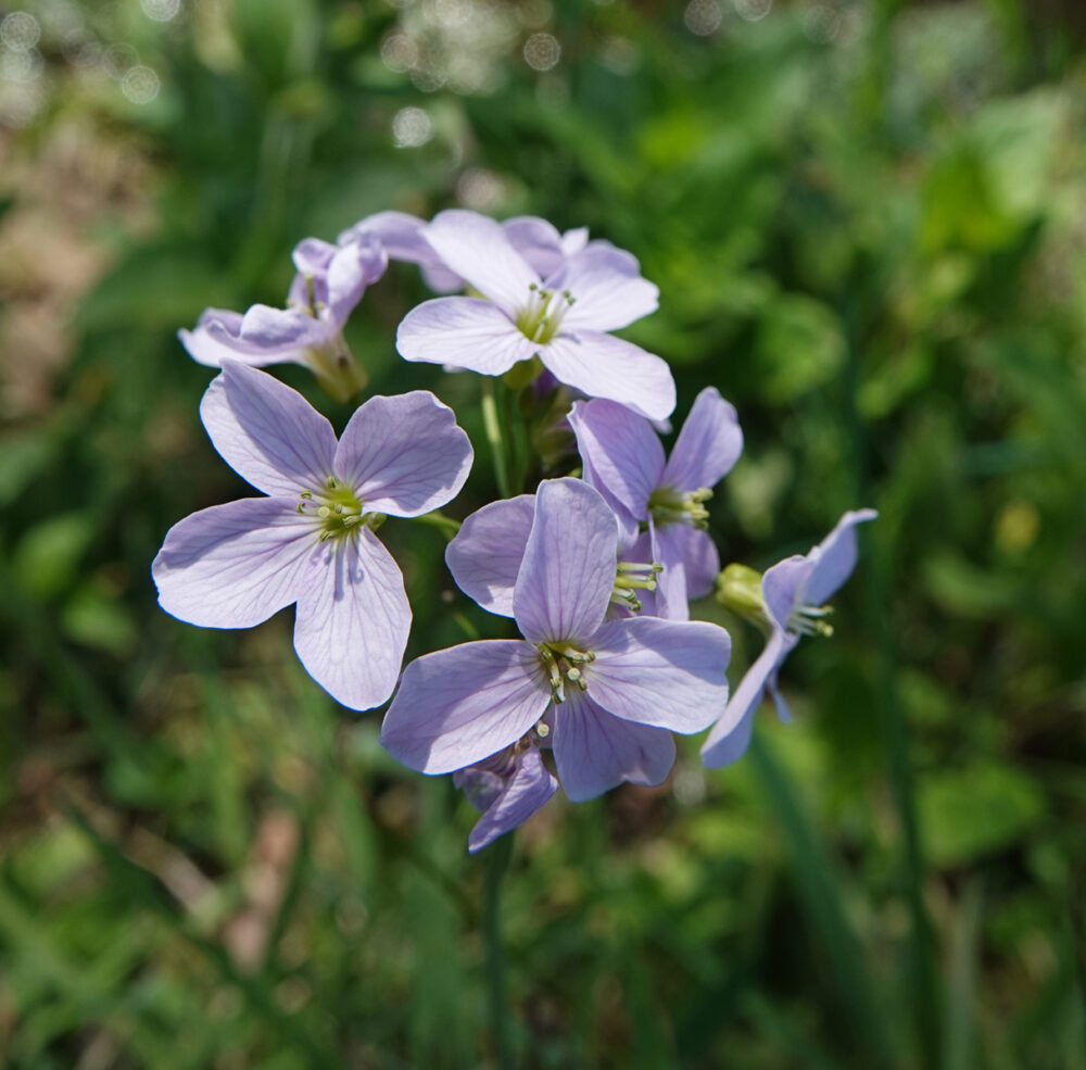 Pinksterbloemen (Onlanden)