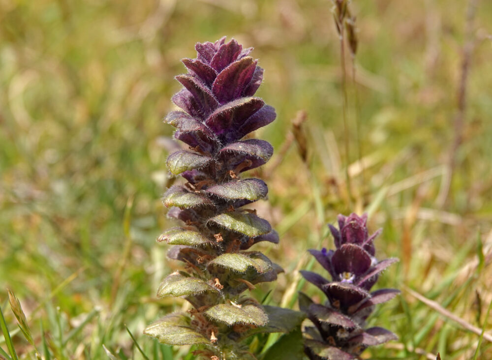 Piramidezenegroen