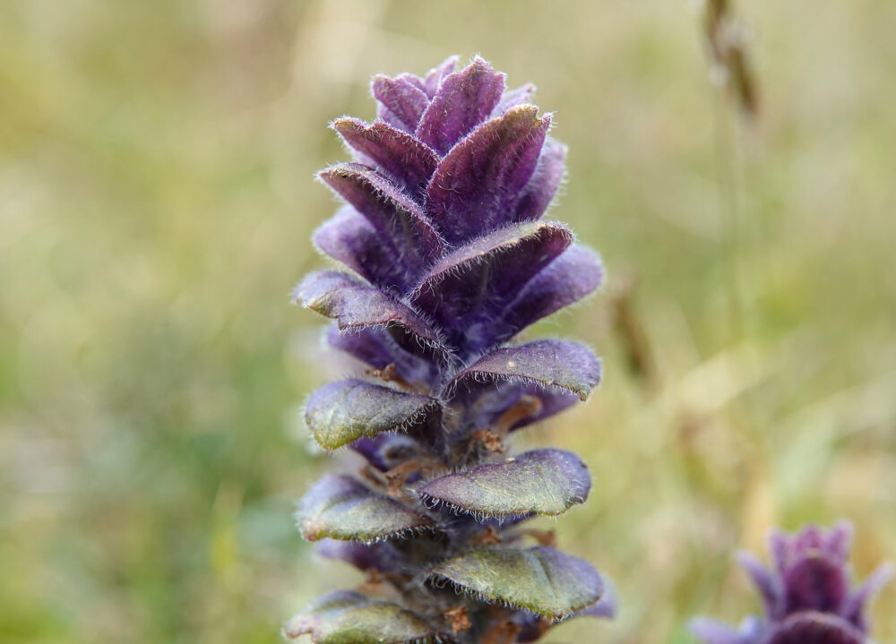 Piramidezenegroen